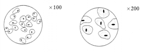 N5_Unt_1_Sht_1a